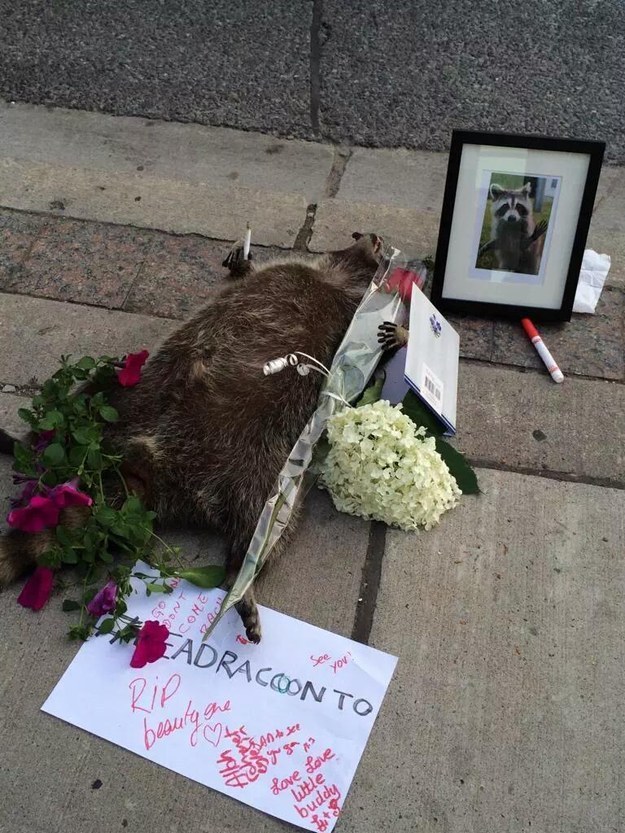 After Animal Services forgot to clean up a dead raccoon, the good people of Toronto created a beautiful memorial. There are plenty of raccoon costumes in the world and all it takes is roses, a sign, and a framed photograph to take your internet culture game to the next level.