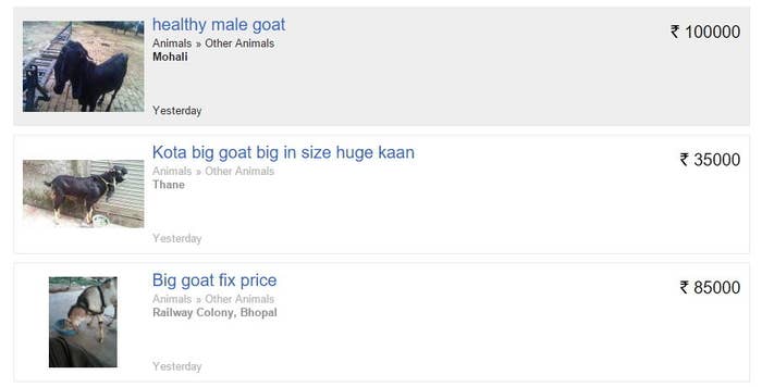 The Future Is Here: People Are Selling Goats Online Ahead Of Eid The Future Is Here: People Are Selling Goats Online Ahead Of Eid