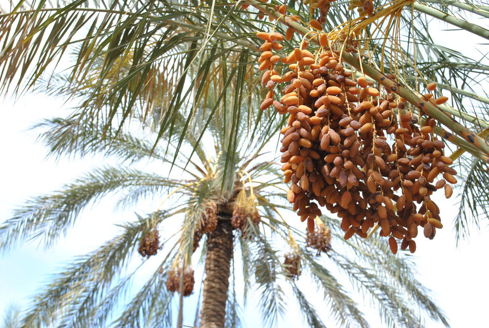 Les dattes sont à vomir.