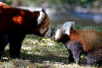 Essa adorável e tímida filhote de panda vermelho fez a sua estreia com uma ajudinha da sua mãe