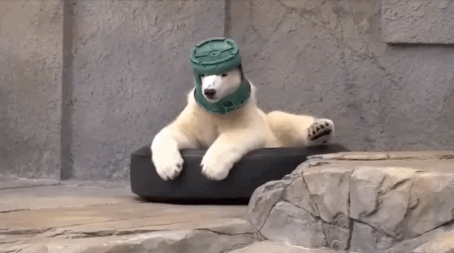 polar bear with hat