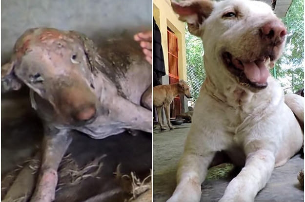 this-video-of-a-dying-dog-being-nursed-back-to-health-is-heartwarmingly