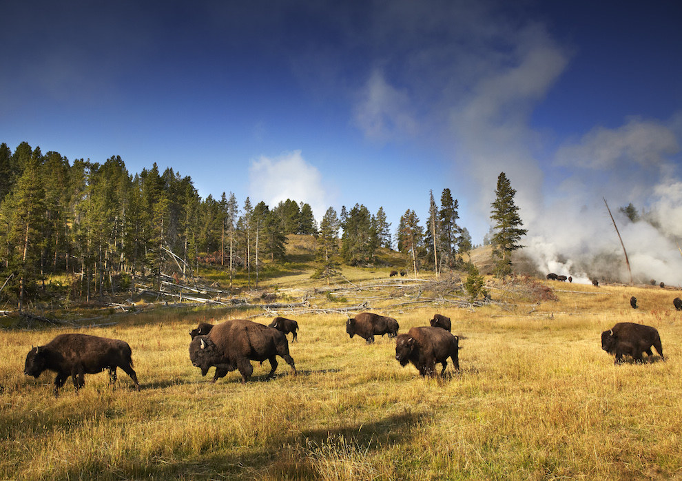 Yellowstone National Park (Idaho, Montana, and Wyoming)