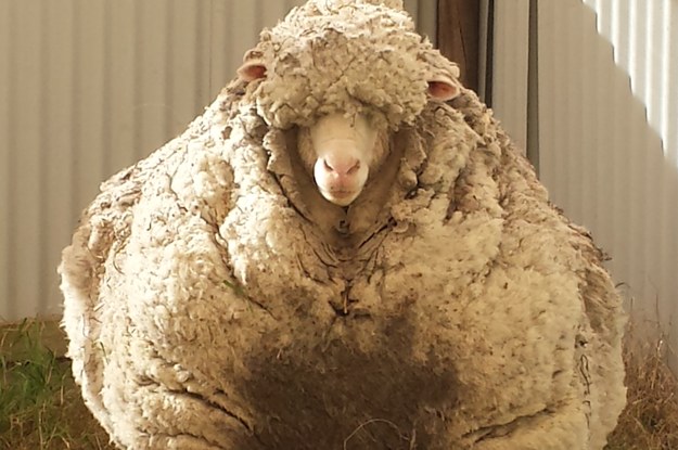 This Legendary Sheep Had The Heaviest Fleece Of All Time