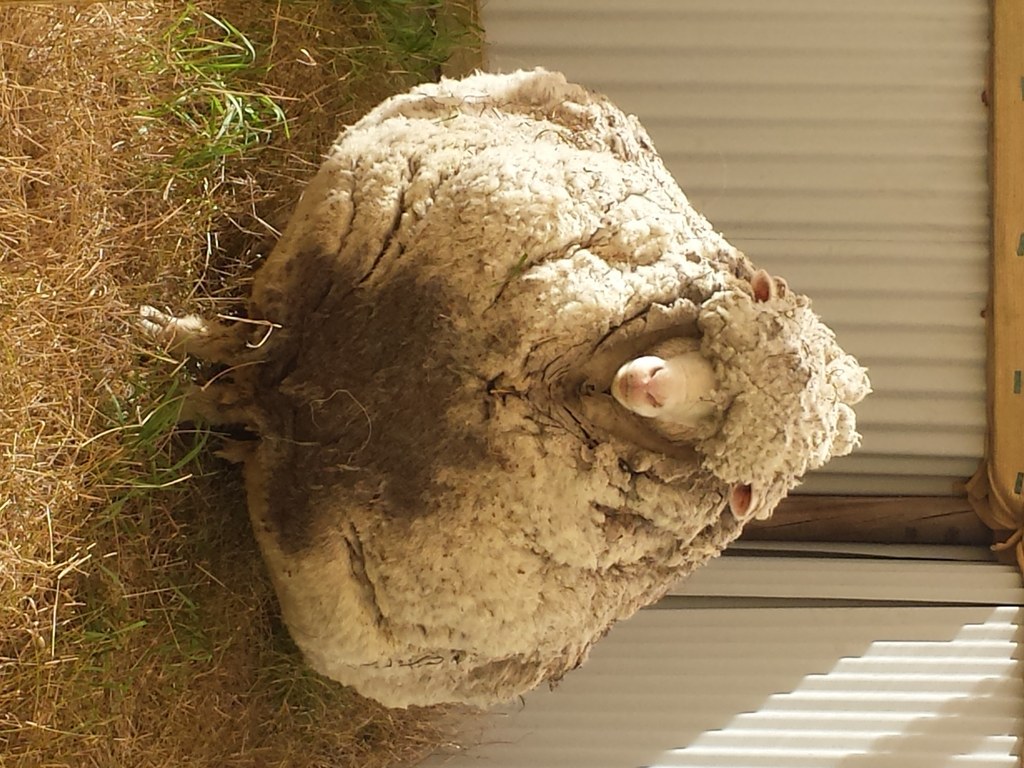 This Legendary Sheep Had The Heaviest Fleece Of All Time