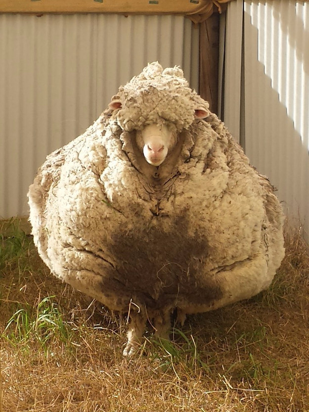This Legendary Sheep Had The Heaviest Fleece Of All Time