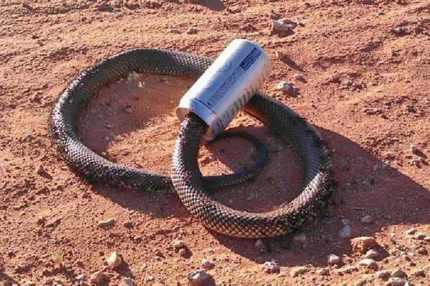 19 Snakes You Won't Believe Actually Exist
