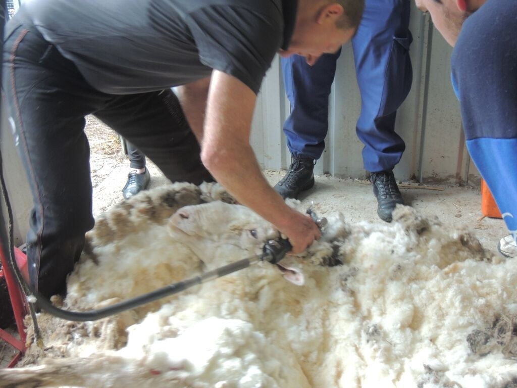 Из 8 кг шерсти. Овца отбилась от стада. Стрижка овец в Австралии.