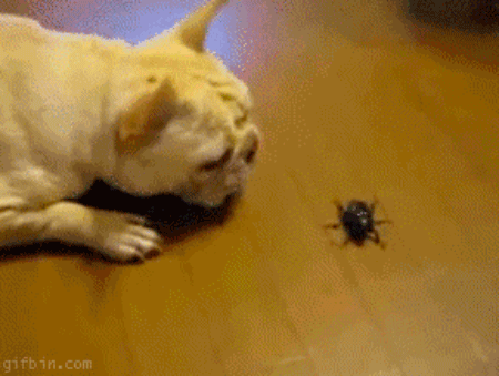 Giant beetles are nothing to them. They eat giant beetles for lunch.