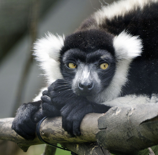 17 Lemurs Who Aren't Mad, They're Just Disappointed