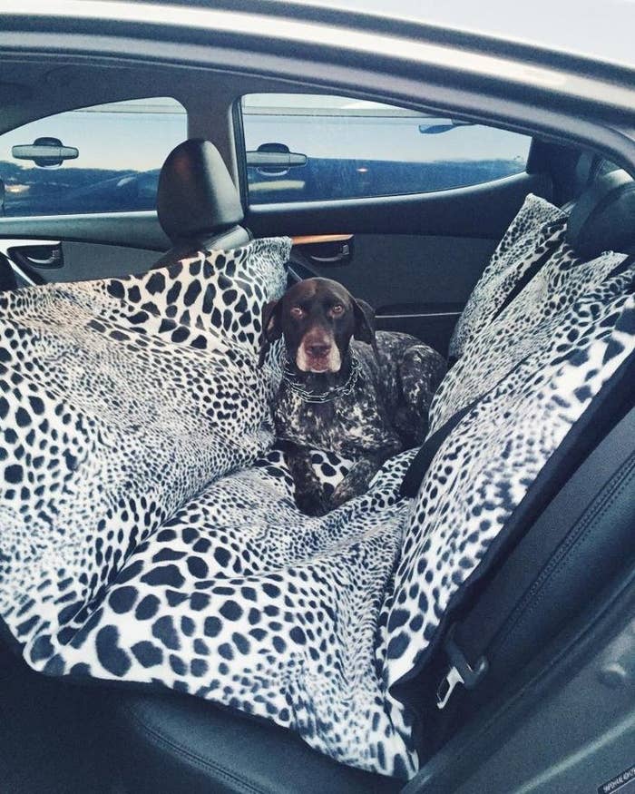 36 Things That Will Make Riding In Your Car So Much Better