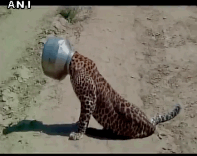I mean, consider your options if you were faced with this pot-headed leopard. Would you attempt to help it, and risk getting bitten in the process? Or would you save yourself, and let the leopard suffer with its head inside a pot?