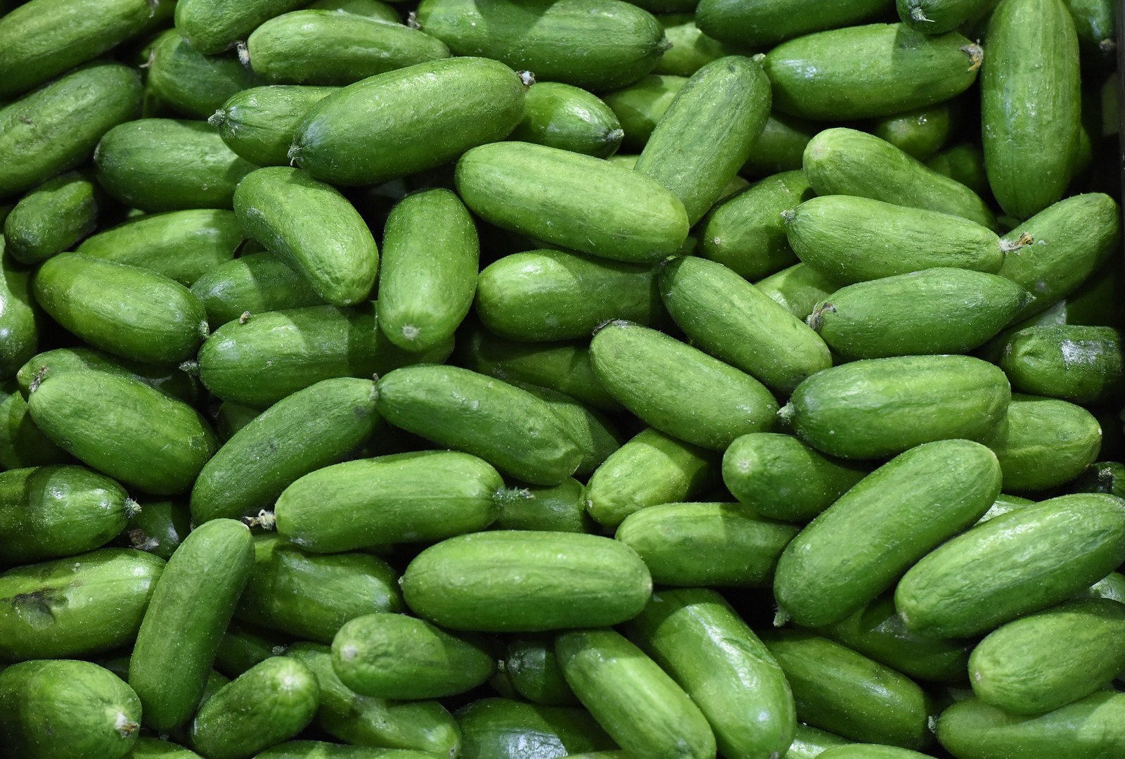 Three People Now Dead, 558 Sick In Cucumber Salmonella Outbreak