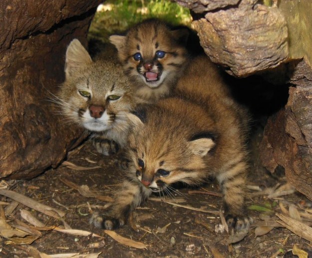 Named after the pampas of South America, the pampas cat is found in a variety of terrains, such as grasslands, shrublands, and dry forests at elevations up to 16,000 feet. Little is known about their hunting habits but these adorable guys have been seen eating rodents and birds, even going after domestic poultry at times.