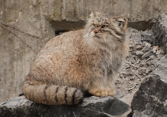 These little fur-balls are also about the size of a domestic cat but have a whole lot more fur. Another thing that makes them unique is that they have round pupils instead of slits. Found in eastern Europe, this is believed to be the oldest species of cat, having evolved about 12 million years ago.