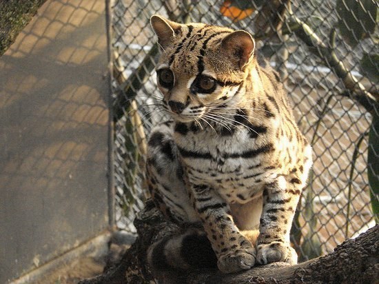 The margay resembles the ocelot but is smaller. They are excellent climbers and inhabit a region that stretches from Central to Southern America. They live in rain forests and hunt at night, like many other cat species.