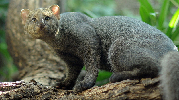 These small cats are comfortable in trees but prefer to hunt on the ground of their Central and South American homes. They have also been sighted in Florida and parts of coastal Alabama.