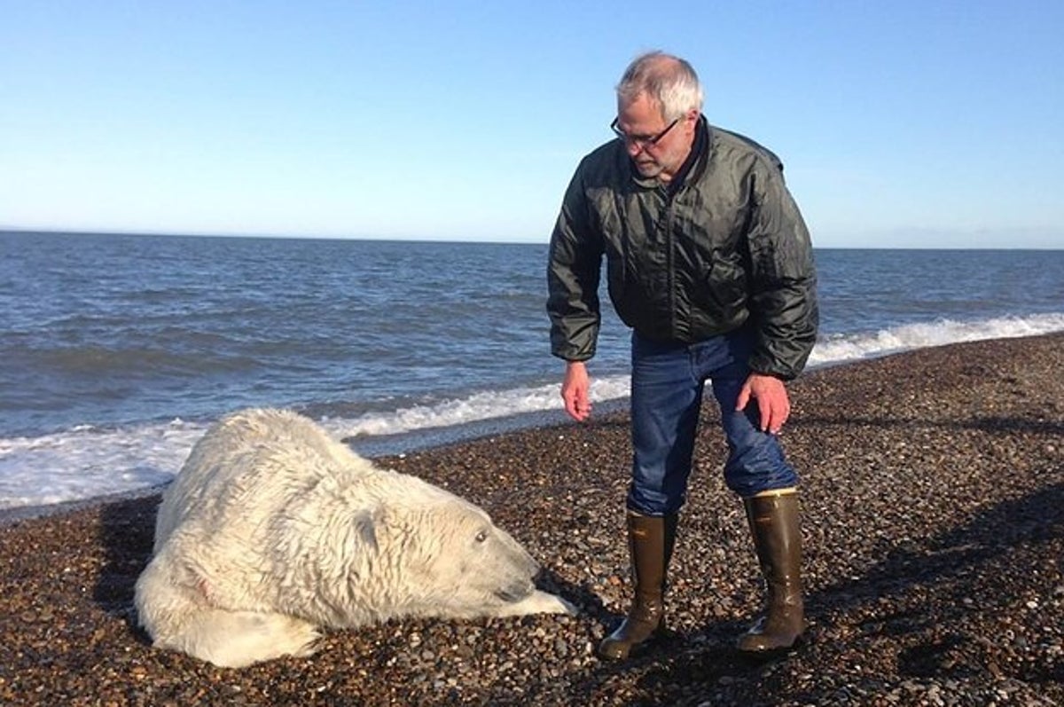 Polar Bear Rescued From Fishing Net On Remote Arctic Island