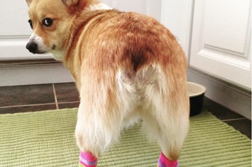 can dogs wear socks