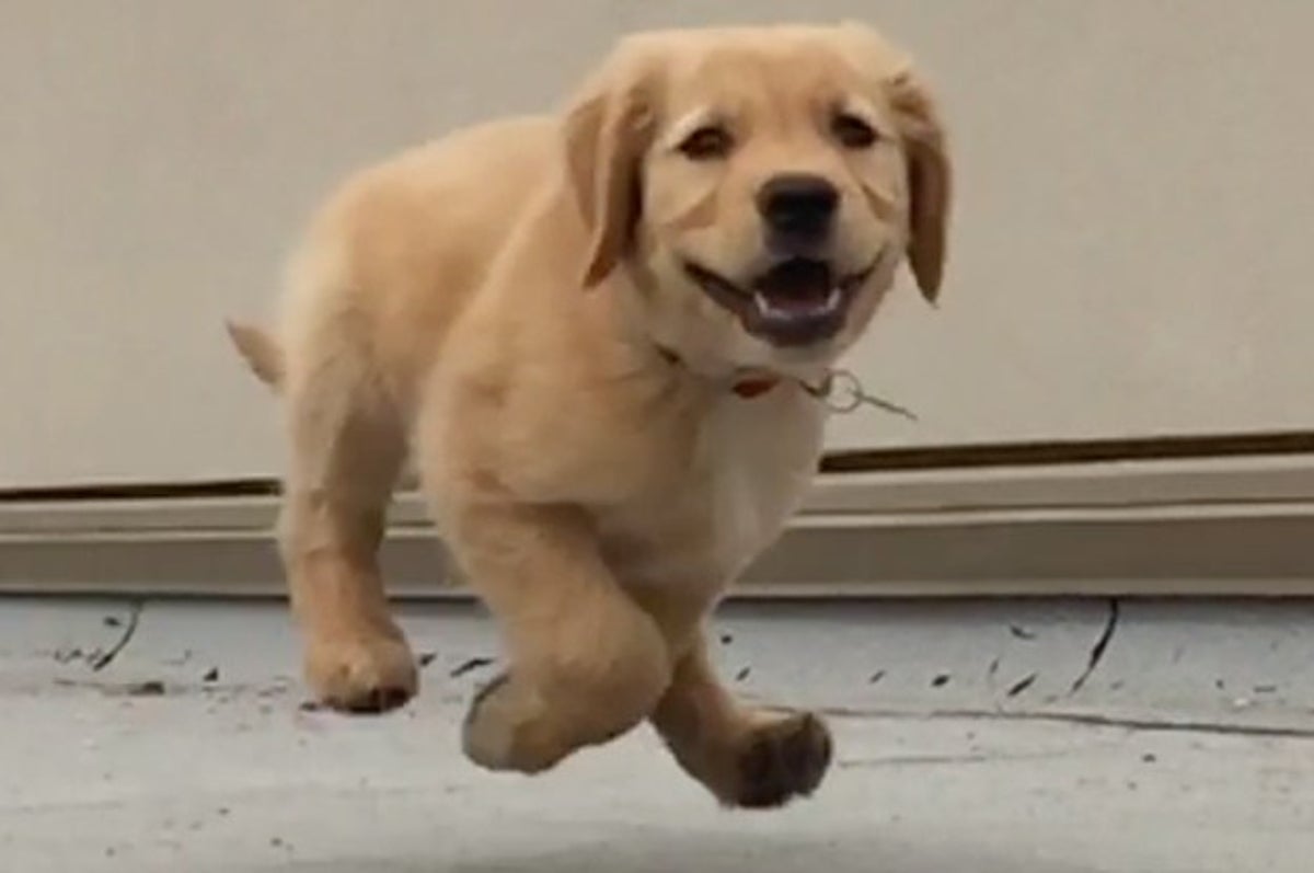 12 Animal Mashups That Will Make You Want To Follow BFF On Vine 12 Animal Mashups That Will Make You Want To Follow BFF On Vine