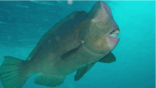According to Gross Science, "The amount varies by species but it's estimated that a single giant humphead parrotfish can poop out over 11,000 pounds of sand a year."