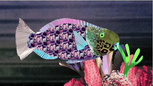 According to the video, "They often break off whole chunks of coral, which they grind up with these teeth they have, not in their mouths but in their throats, called Pharyngeal Teeth."