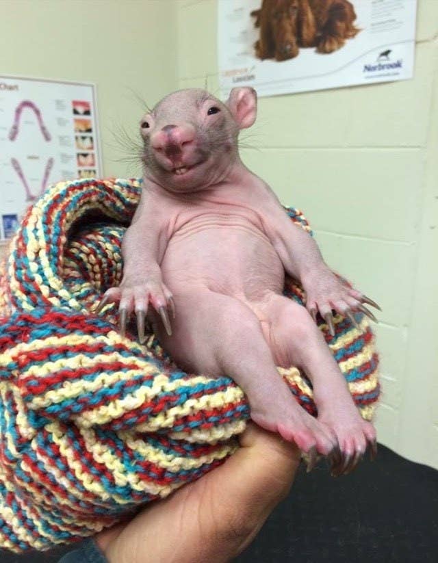 37 Pictures That Prove Australia Is The Land Of Nope