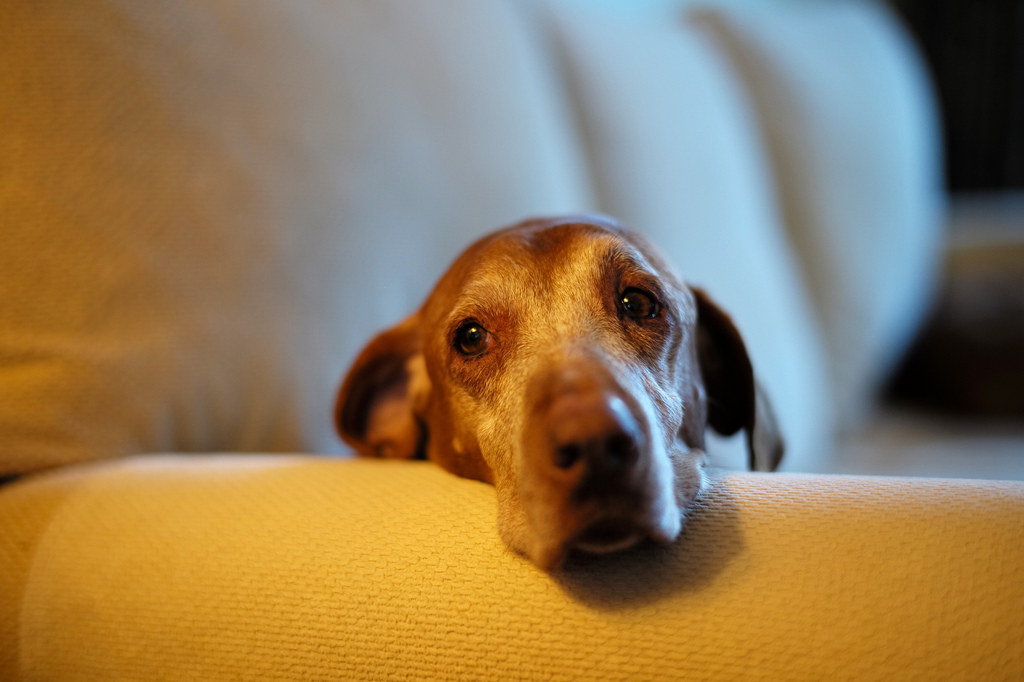19 Faces That Prove Old Dogs Are The Wisest Creatures On Earth