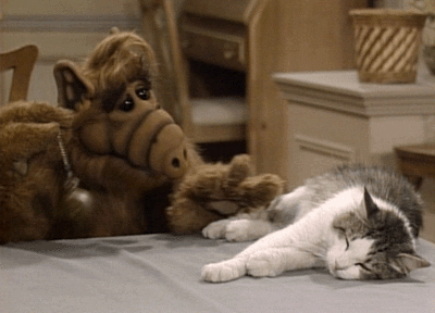 For four years, Lucky the cat lived in the same household with an alien who loved eating cats...and he was never eaten. That's a badass cat if there ever was one.