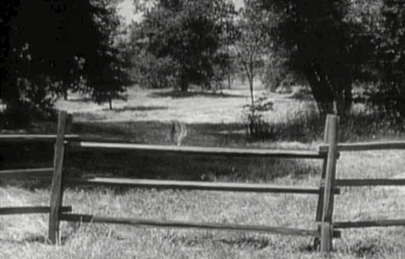 Lassie! She's the quintessential TV pet upon which all others are based. Plus, check out that vertical leap!
