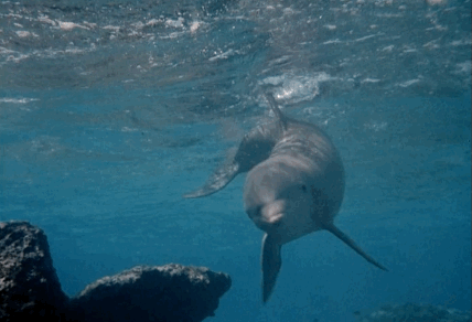 Like, c'mon. It's freakin' Flipper! He's a dolphin who helps his little kid friend do things and not die and stuff. What else could you ask for in a TV pet?!