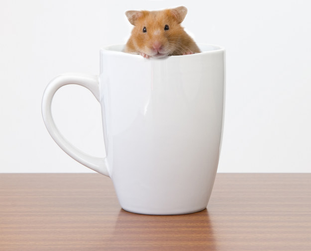 There is a hamster hiding in this cup