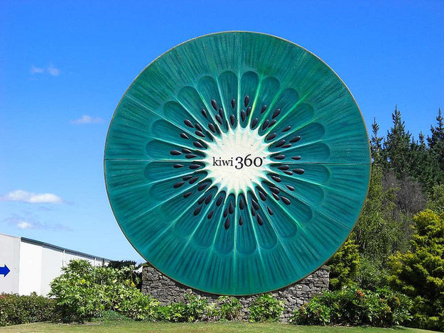 Te Puke's big kiwifruit