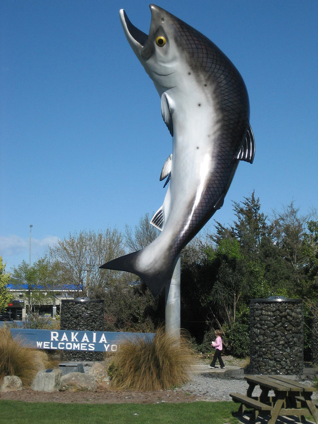 Rakaia's big salmon