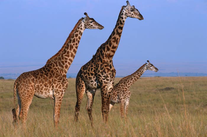 If You Don't Know How Giraffes Sleep You Are Missing Out, My Friend