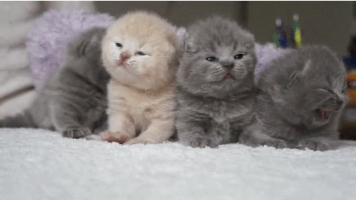 Duties: Remain as fluffy as possible, at all times.