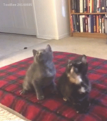 Duties: Come up with sweet head moves, execute said sweet dance moves.