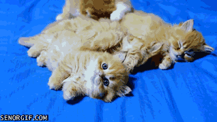 Duties: Be blue-eyed babes, always lounge near blue things.