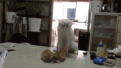 Duties: Check in with former Supreme Itty Bitty Kitty once a week to practice new spells. Always use for good.