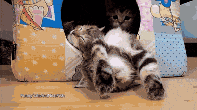 Duties: Fit in a cute dwelling, sleep as cute as possible.