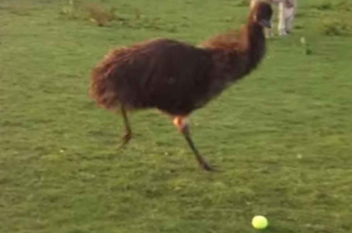 Watch This Adorable Emu Try To Play Fetch