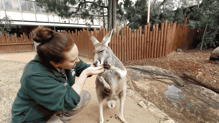 Hosted by real-life rocket scientist Destin, SmarterEveryDay wants to make you smarter every day by insightfully asking questions and actively finding answers. Ever wanted to know what the inside of a kangaroo pouch looks like? Find out with Destin.