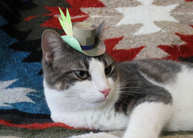21 Tiny Fashionable Hats You Can Make For Your Cat