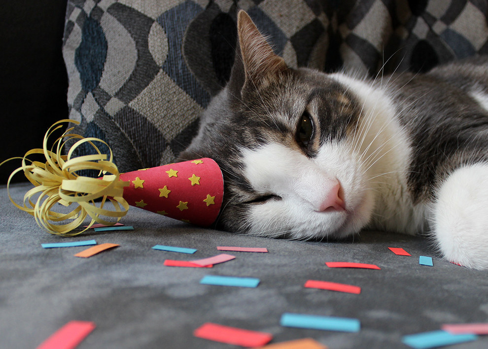 День рождения кота песня. С днем рождения кот. Котик на вечеринке. Подарок коту на день рождения. Кот в колпачке.