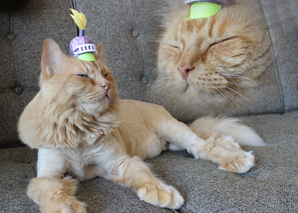 21 Tiny Fashionable Hats You Can Make For Your Cat