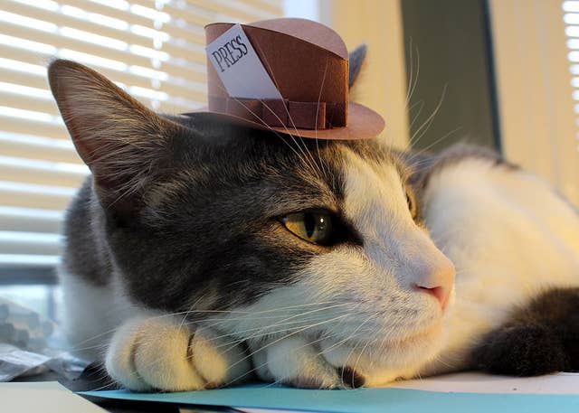 21 Tiny Fashionable Hats You Can Make For Your Cat