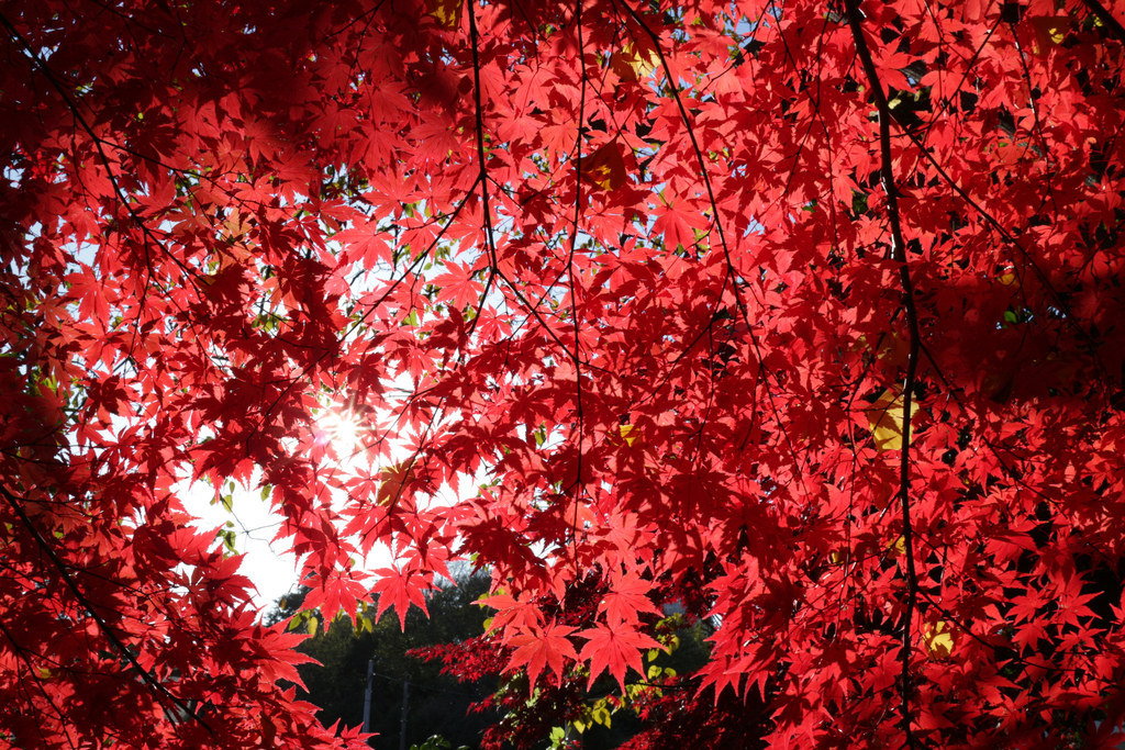 32 Autumn Leaf Photos That Are Almost Pornographic