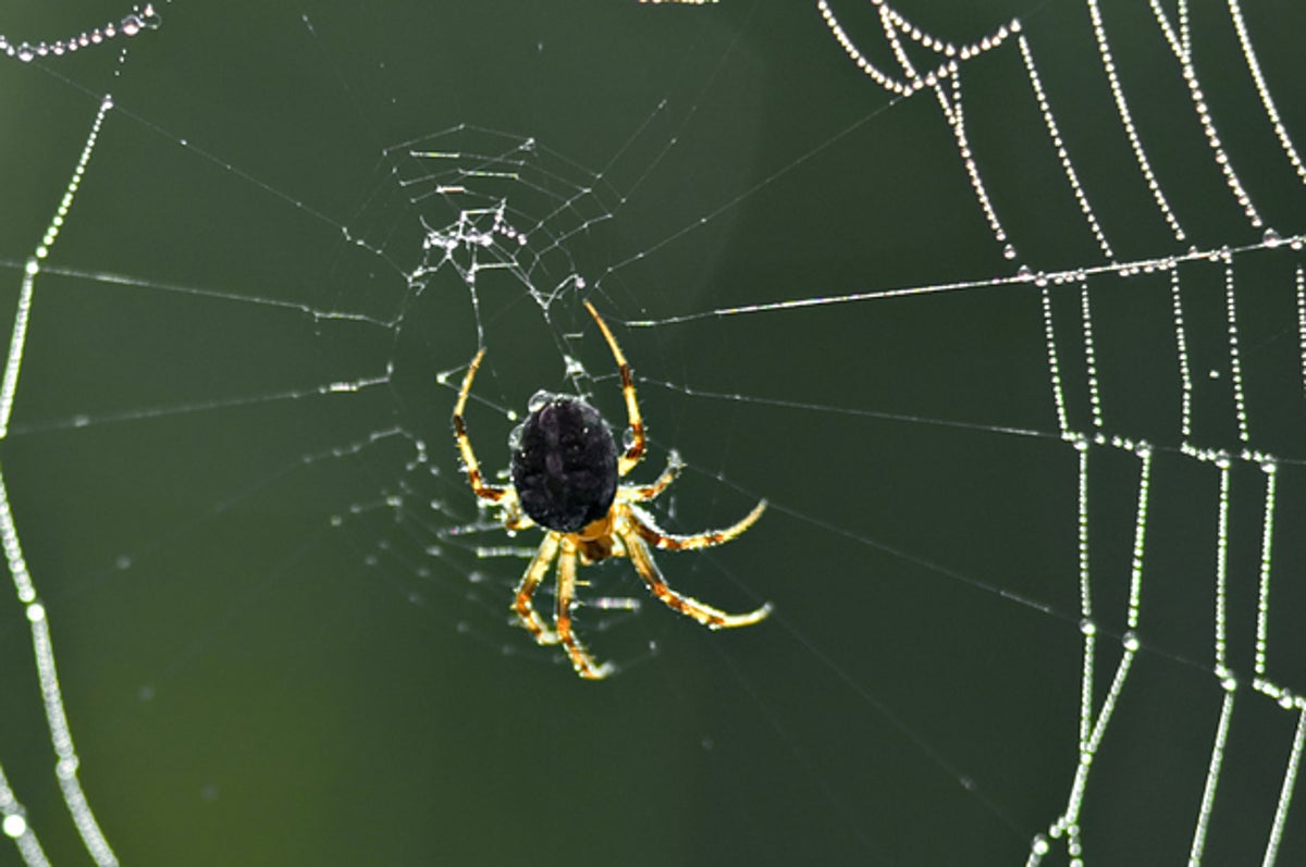 Man's Leg Ravaged By Flesh-Eating Spider Bite, UK News