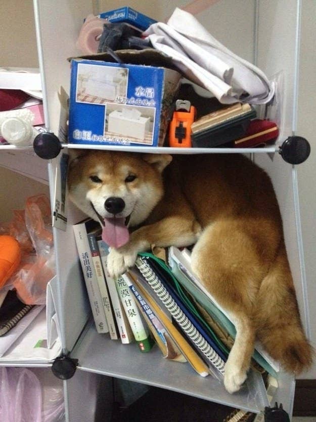11 Shibas Who Keep Getting Stuck In Things