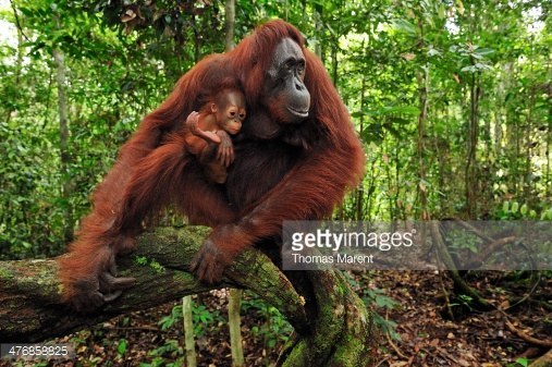 Why they're badass: Orangutans have a long call that can reach up to 1.2 miles away. They have highly mobile hips and pelvic areas, which makes them killer at yoga. Their primary habitat is trees, and deforestation has swiftly put them on the endangered list.